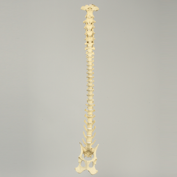 Canine Full Spine, C1 to Pelvis with Flex Rod, Solid Foam