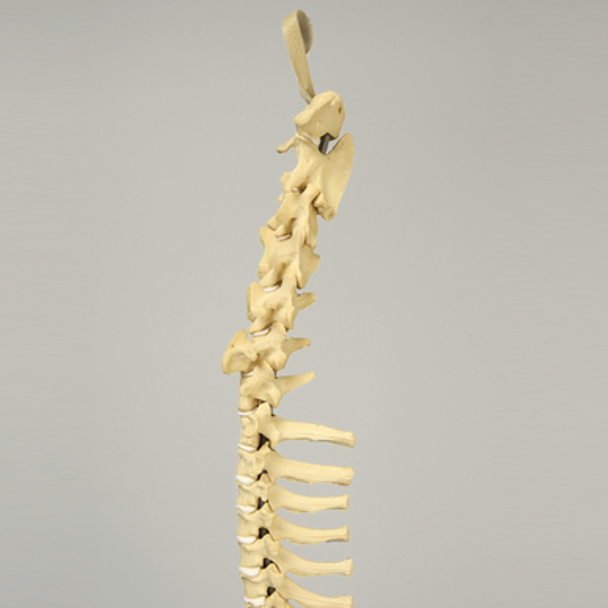 Canine Full Spine, C1 to Pelvis with Flex Rod, Solid Foam
