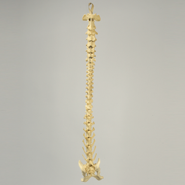 Canine Full Spine, C1 to Pelvis with Flex Rod, Solid Foam
