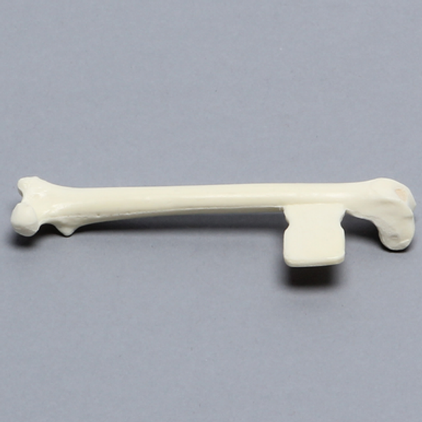 Feline Femur with Vise Attachment