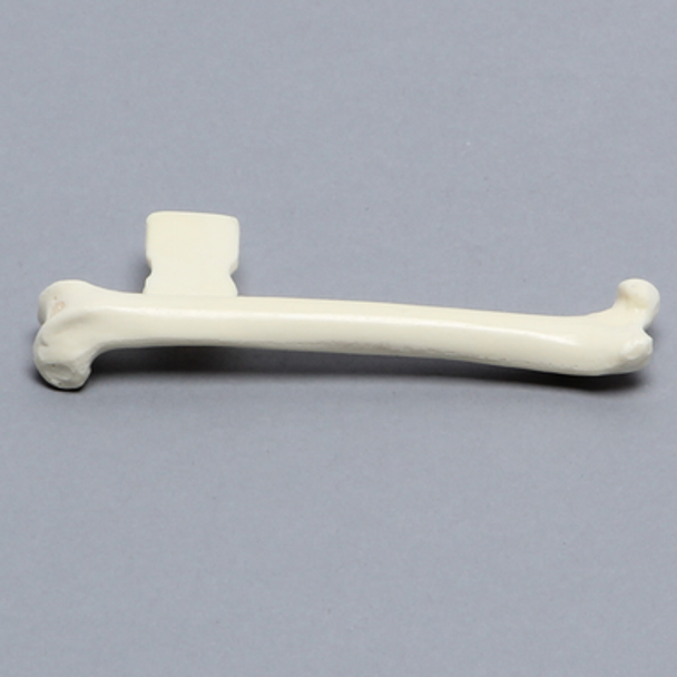 Feline Femur with Vise Attachment