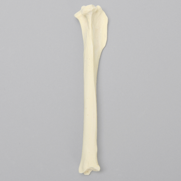 Canine Tibia with Reinforcement, Foam Coritcal Shell, Right