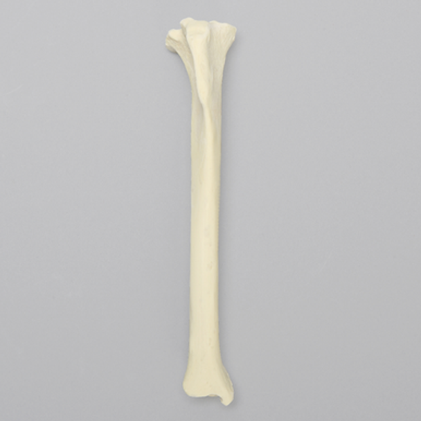 Canine Tibia with Reinforcement, Foam Coritcal Shell, Right