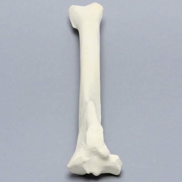 Canine Tibia with Reinforcement, Foam Coritcal Shell, Right