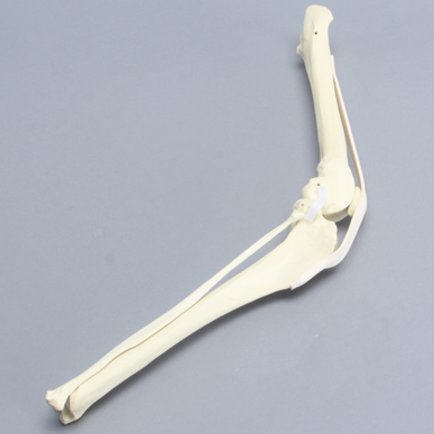 Canine Knee with Ligaments and Pathology Canine Knee with Ligaments and Pathology