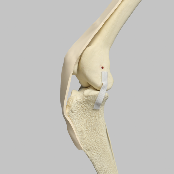 Canine Knee with Ligaments and Pathology