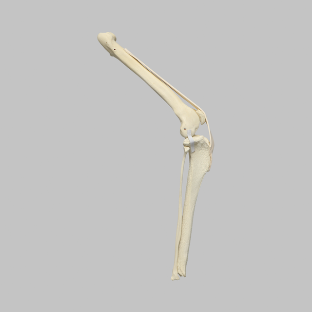 Canine Knee with Ligaments and Pathology