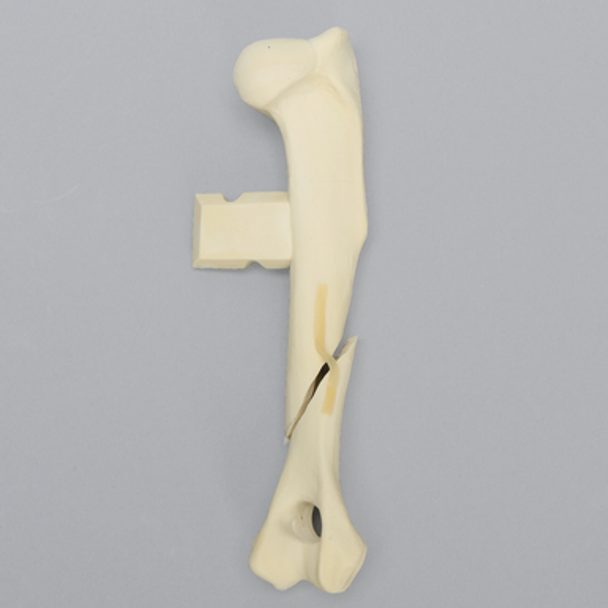 Canine Humerus with Oblique Fracture, Foam Cortical