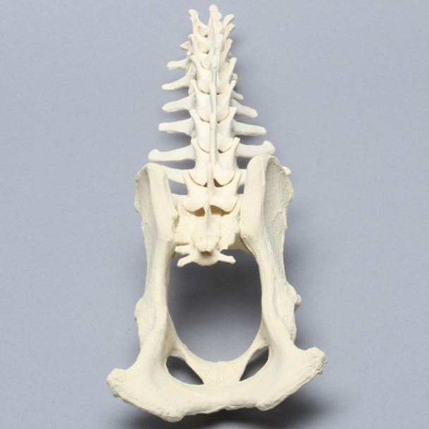 Canine Lumbar Vertebrae with Full Pelvis, Solid Foam