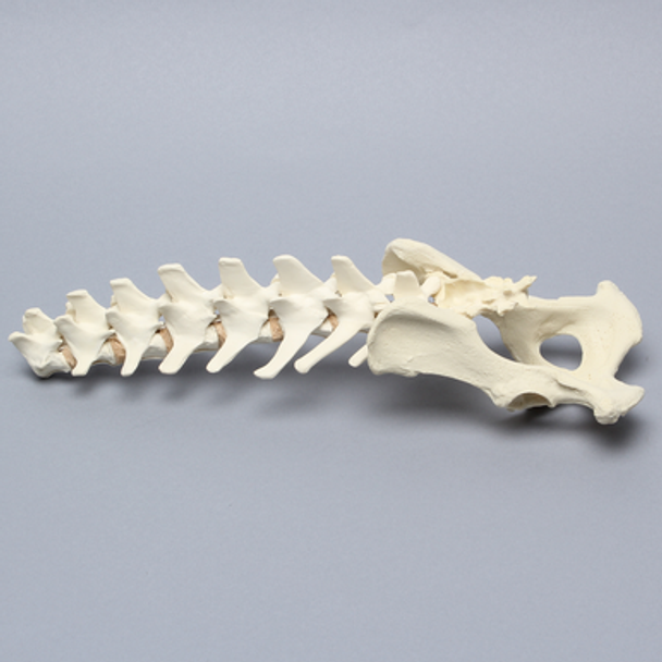 Canine Lumbar Vertebrae with Full Pelvis, Solid Foam