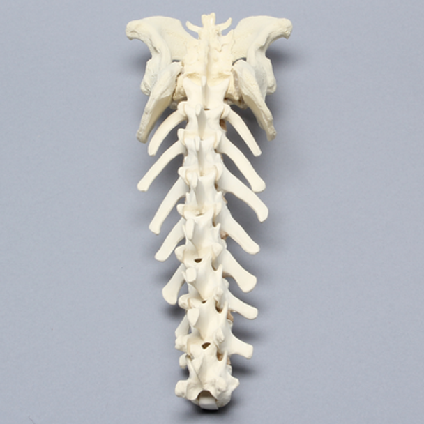 Canine Lumbar Vertebrae with Full Pelvis, Solid Foam