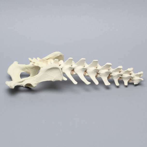 Canine Lumbar Vertebrae with Full Pelvis, Solid Foam