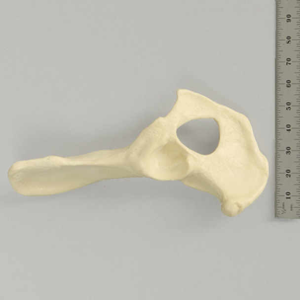 Canine Hemi Pelvis with Vise Attachment (Toy Breed)