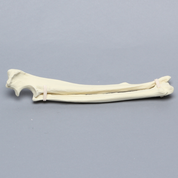 Canine Radius and Ulna, Solid Foam