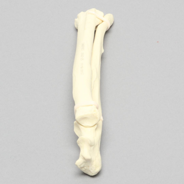 Canine Radius and Ulna, Solid Foam