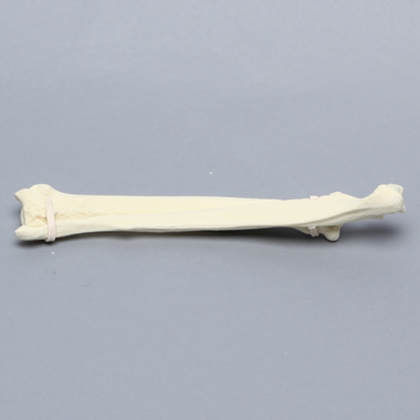 Canine Radius and Ulna, Solid Foam