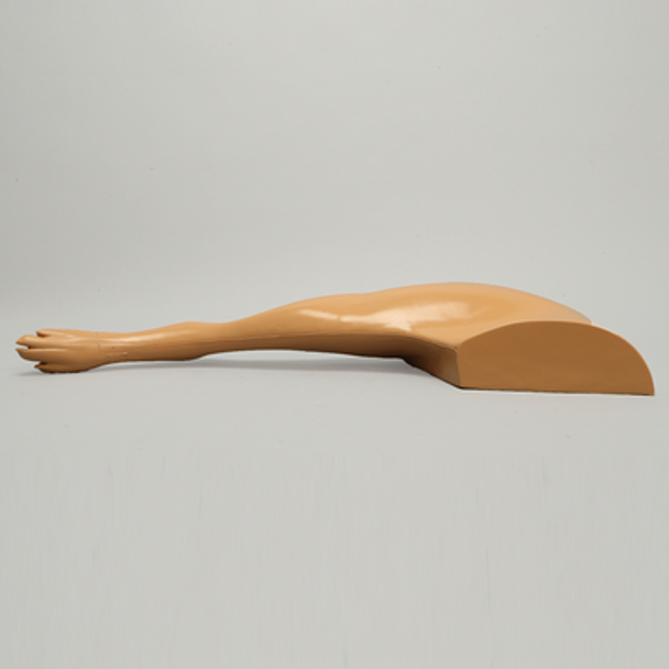 Canine Hindlimb with Encased Partial Leg