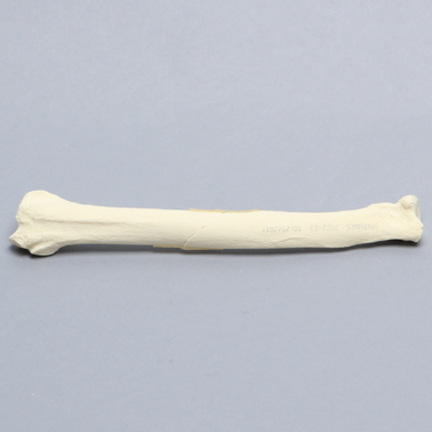 Canine Radius with Oblique Midshaft Fracture, Solid Foam, Right