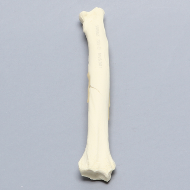 Canine Radius with Oblique Midshaft Fracture, Solid Foam, Right