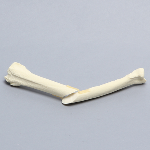 Canine Radius with Oblique Midshaft Fracture, Solid Foam, Right