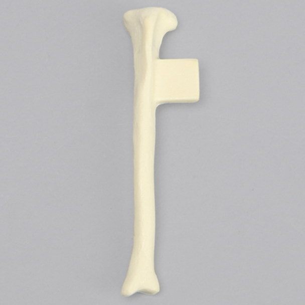 Feline Tibia with Vise Attachment