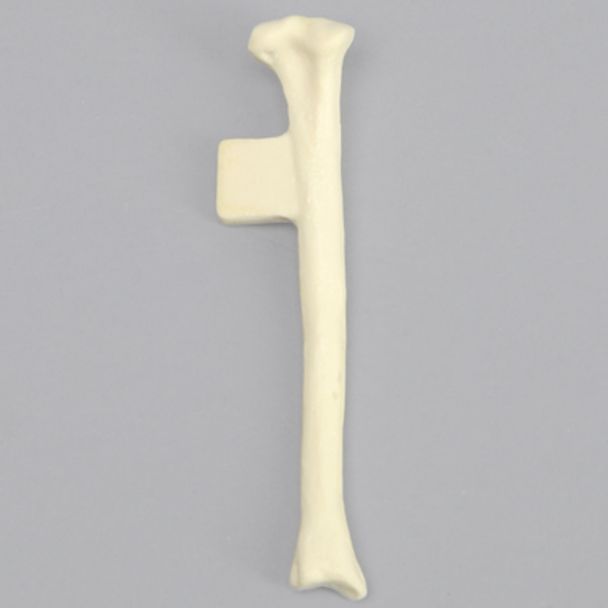 Feline Tibia with Vise Attachment