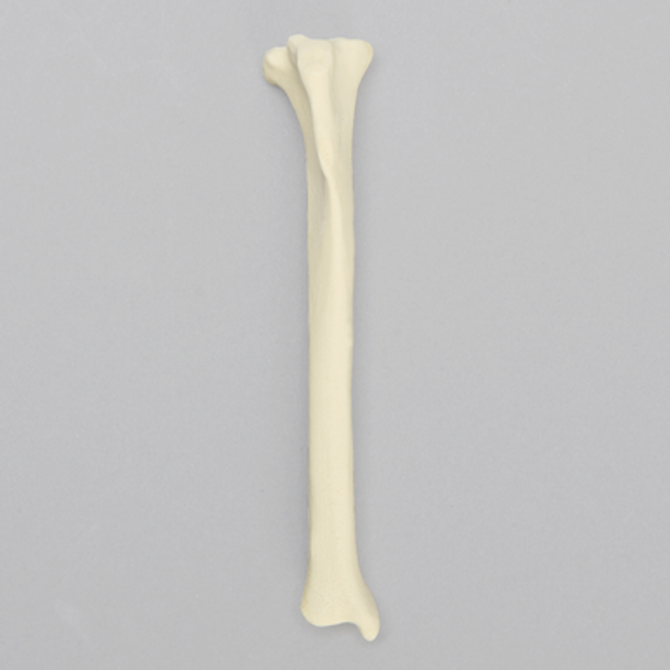 Canine Tibia, Solid Foam, Toy Breed