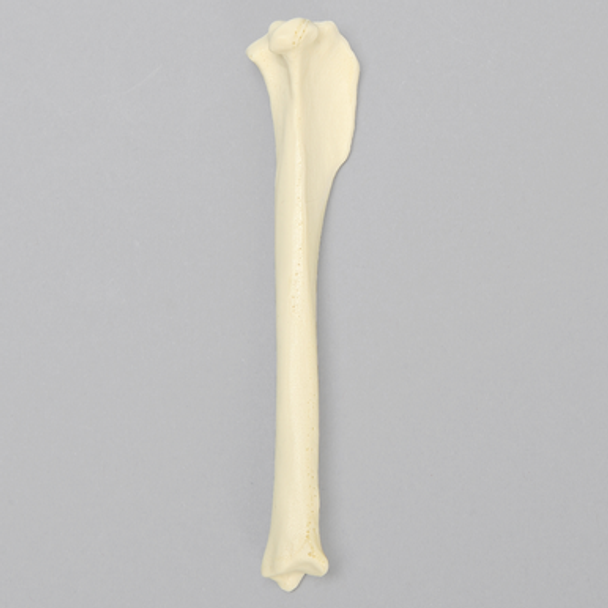 Canine Tibia, Solid Foam, Toy Breed