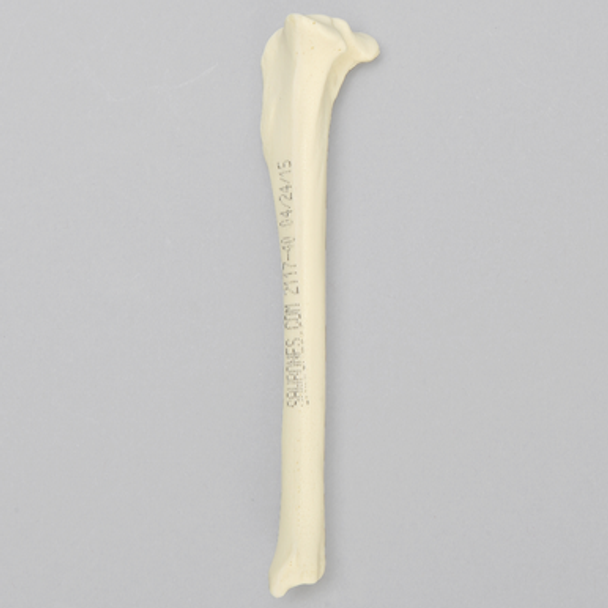 Canine Tibia, Solid Foam, Toy Breed