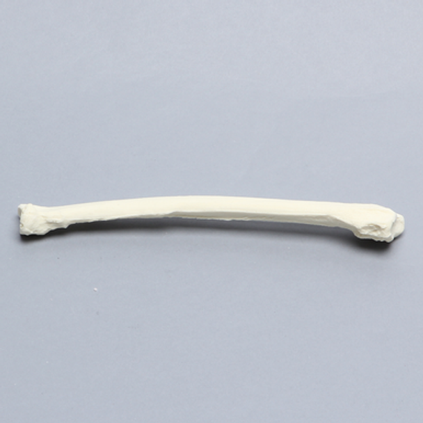 Canine Radius, Solid Foam, Right