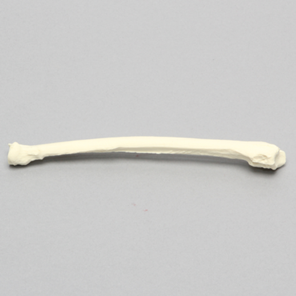 Canine Radius, Solid Foam, Right