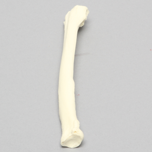Canine Radius, Solid Foam, Right