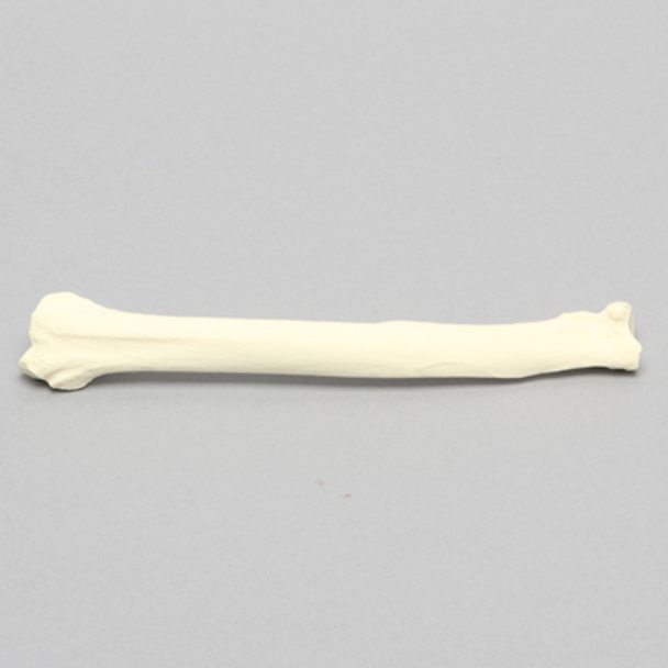 Canine Radius, Solid Foam, Right