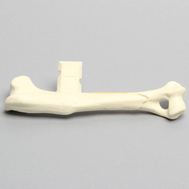 Canine Humerus with Spiral Fracture, Solid Foam