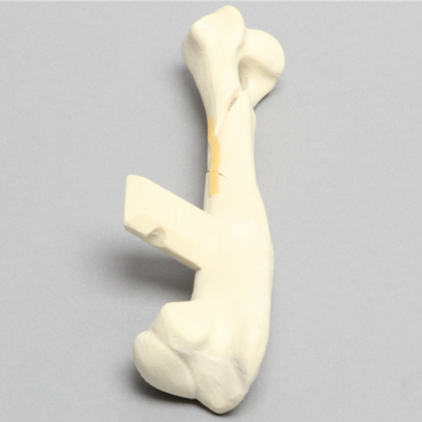 Canine Humerus with Spiral Fracture, Solid Foam