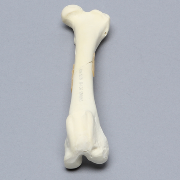 Canine Femur with Fracture
