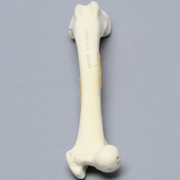 Canine Femur with Fracture