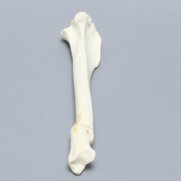 Canine Tibia with Distal Oblique Fracture, Foam Cortical