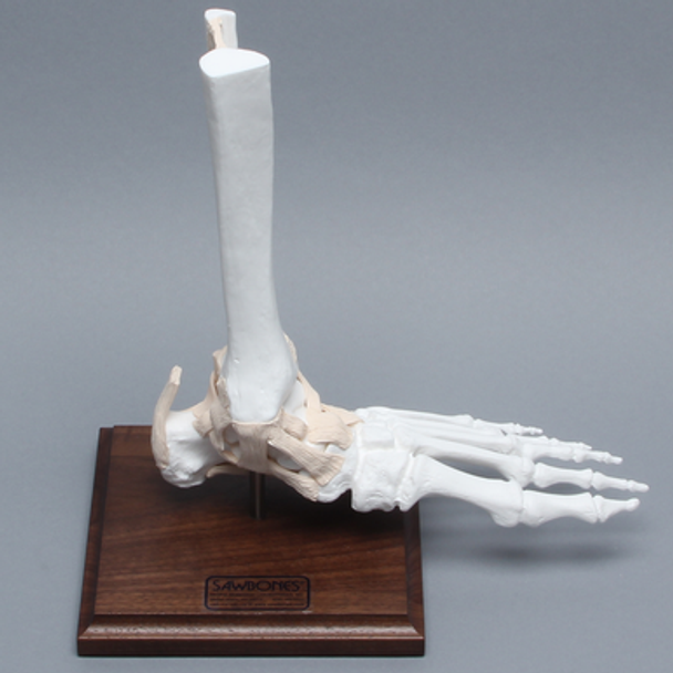 Foot and Ankle, Distal, Tendons and Ligaments with Stand