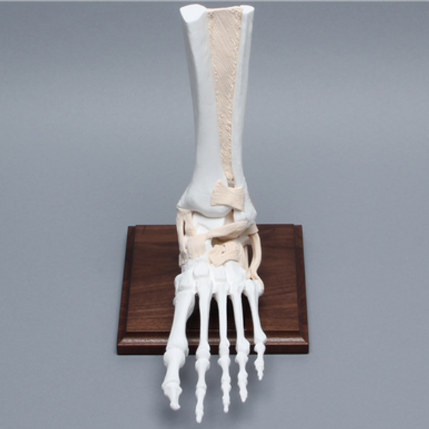 Foot and Ankle, Distal, Tendons and Ligaments with Stand