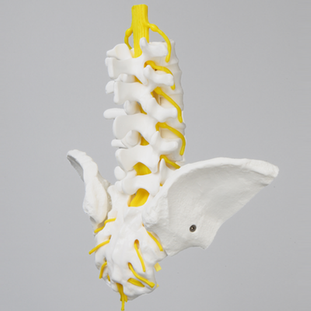 Lumbar Vertebrae, L1-Sacrum, With Iliac Crests and Nerve Roots
