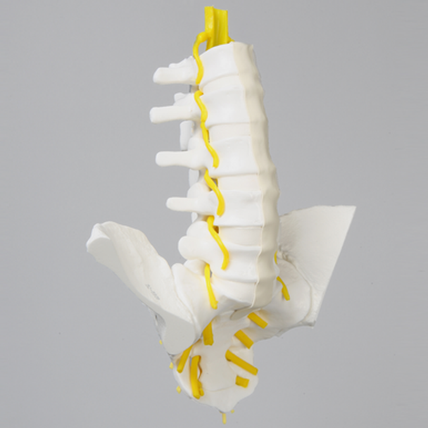 Lumbar Vertebrae, L1-Sacrum, With Iliac Crests and Nerve Roots