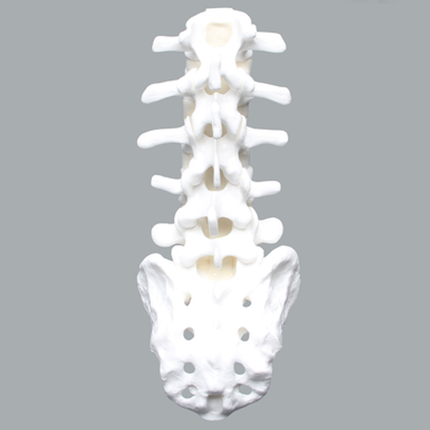 Lumbar Vertebrae, L1-Sacrum, With Ligaments and Discs