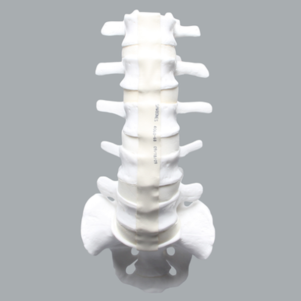 Lumbar Vertebrae, L1-Sacrum, With Ligaments and Discs