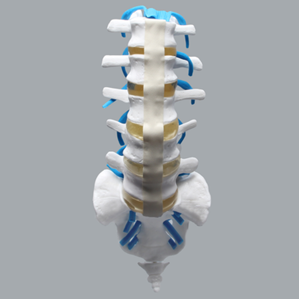 Lumbar Vertebrae, L1-Sacrum, With Nerve Roots