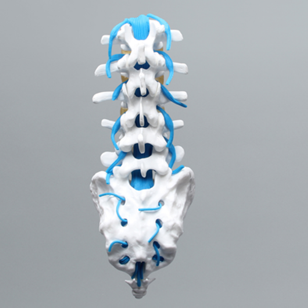 Lumbar Vertebrae, L1-Sacrum, With Nerve Roots