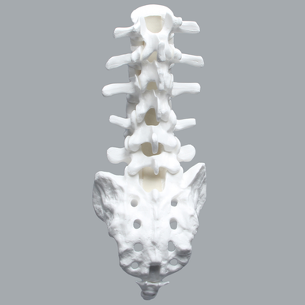 Lumbar Vertebrae, L1-Coccyx, With White Discs