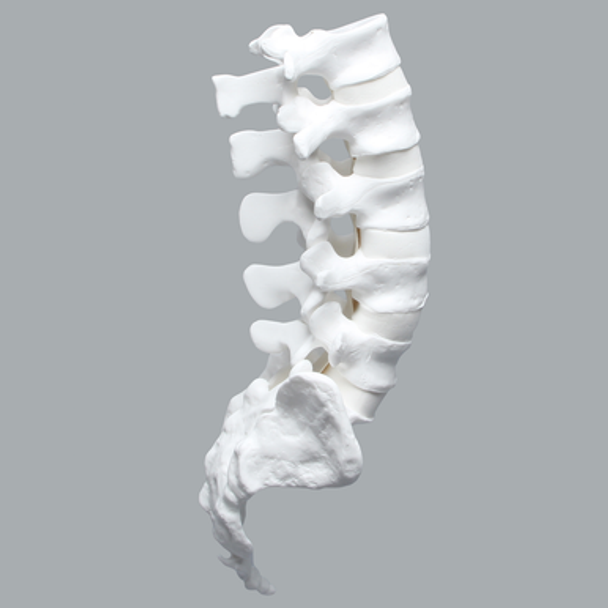 Lumbar Vertebrae, L1-Coccyx, With White Discs