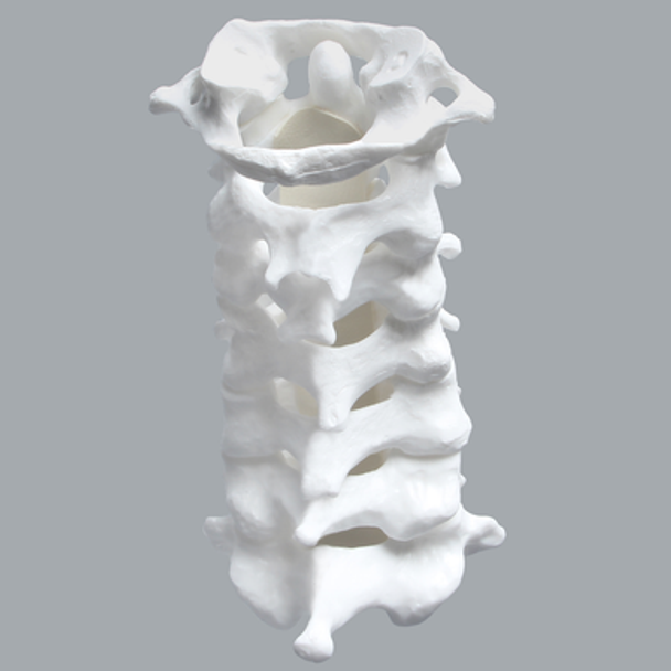 Cervical Spine with Posterior Ligament and White Discs