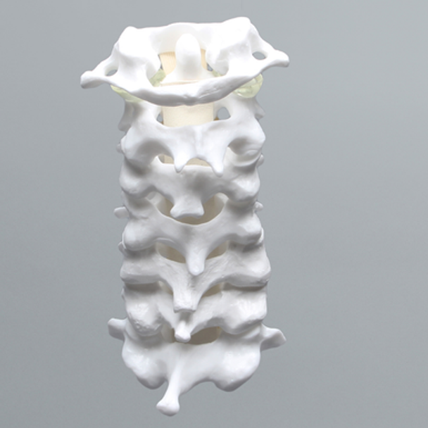 Cervical Spine with Anterior and Posterior Ligaments and Clear Discs